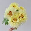 Yellow Crown Peony 丨Flower Gardens