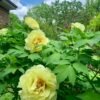 Golden Crown Peony 丨Flower Gardens