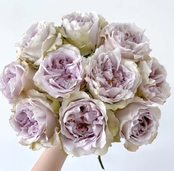 Yukinoniwa Rose丨Flower Gardens