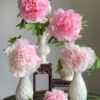 Zhao's Garden Pink Peony plant for sale丨Flower Gardens