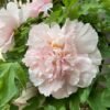 Zhao's Garden Pink Peony Plant丨Flower Gardens