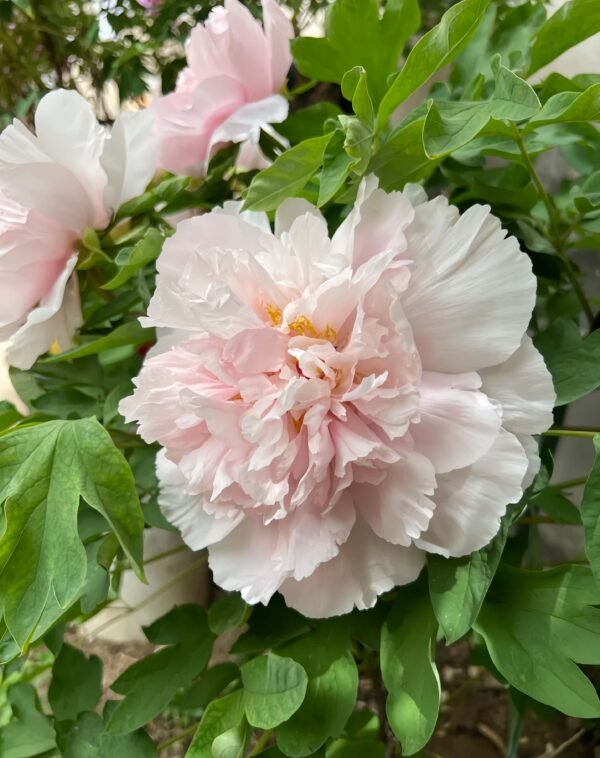 Zhao's Garden Pink Peony Plant丨Flower Gardens
