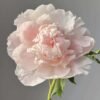 Zhao's Garden Pink Peony for sale丨Flower Gardens