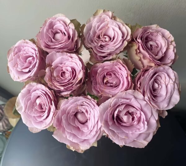 Zidi Rose丨Flower Gardens