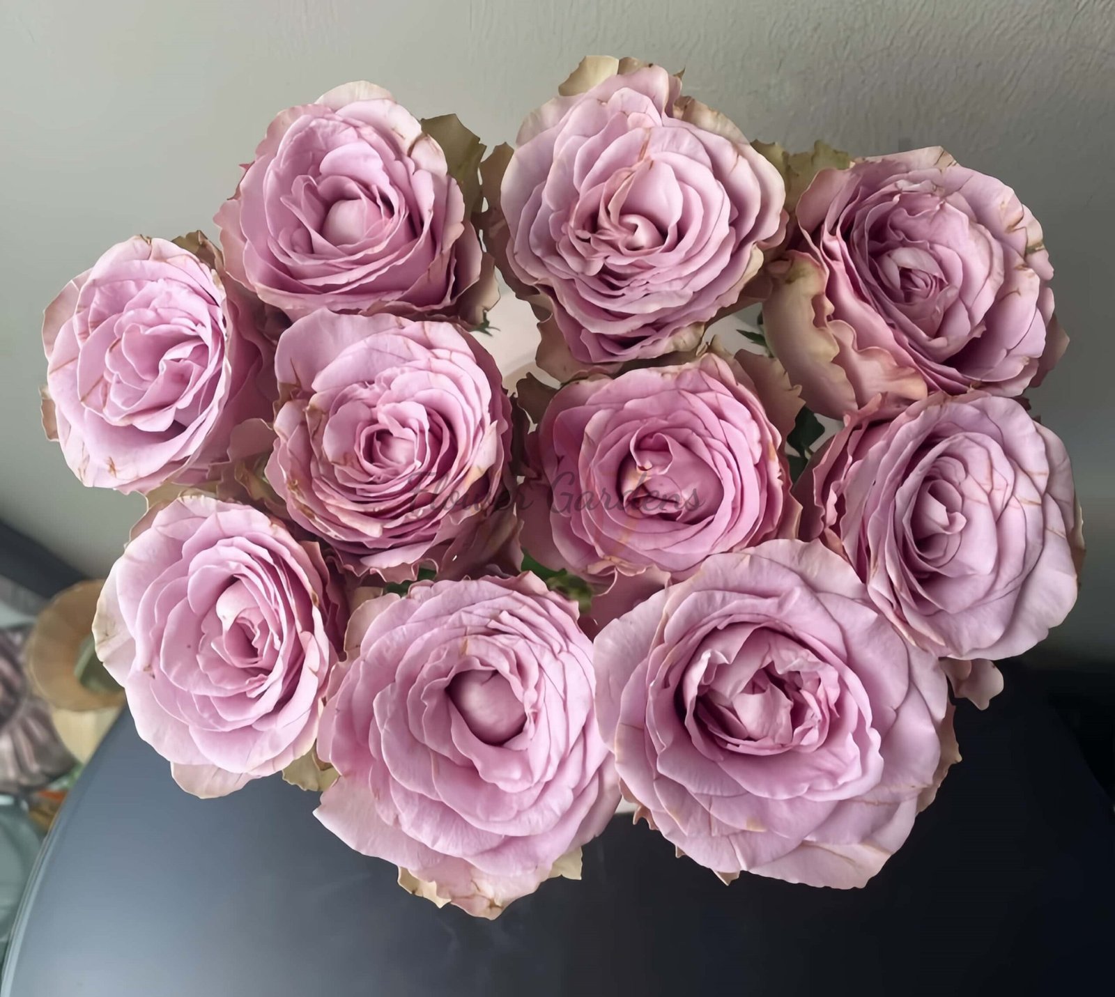 Zidi Rose丨Flower Gardens