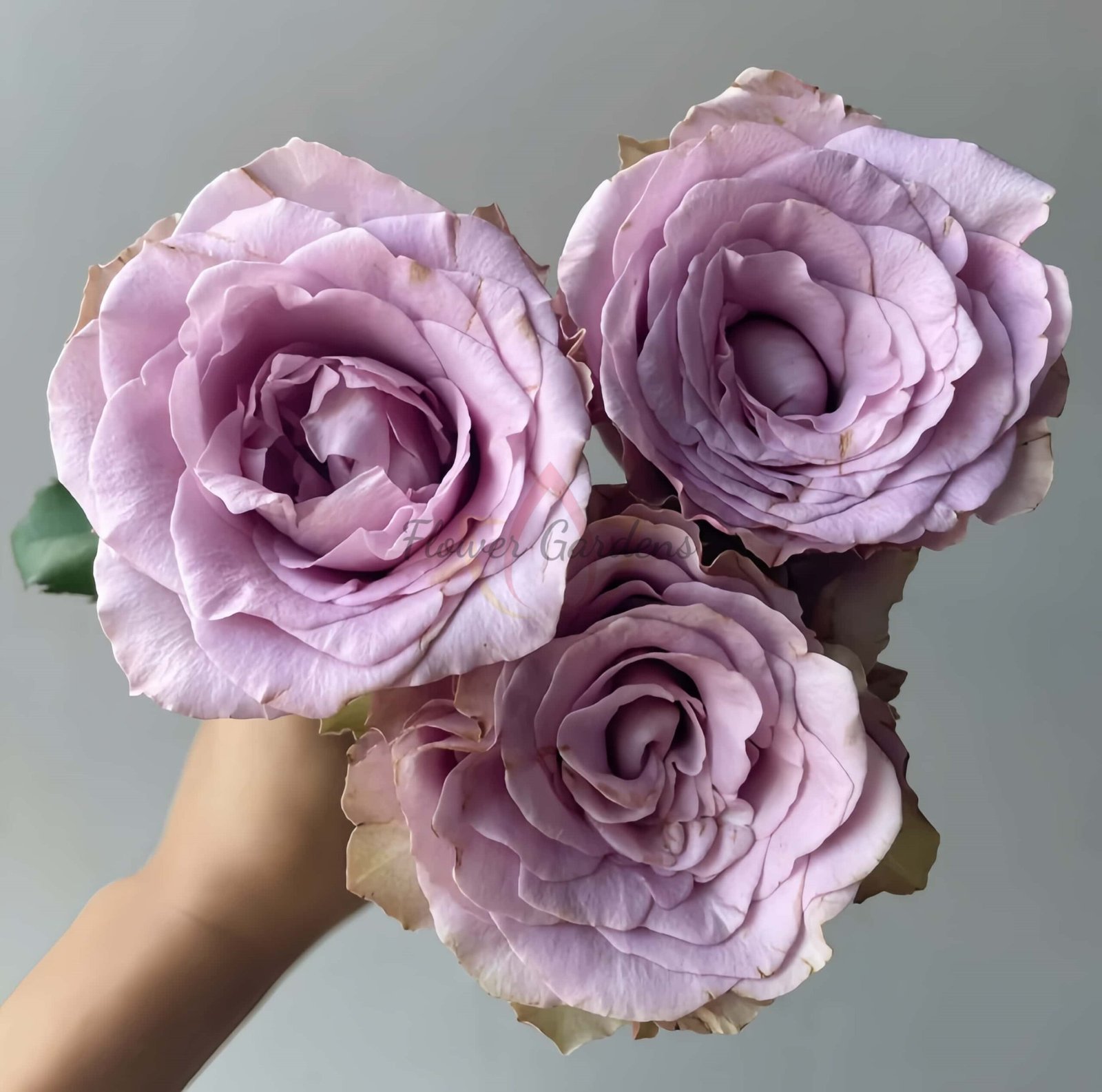 Zidi Rose丨Flower Gardens