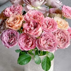 bachelor vip rose Rose丨Flower Gardens