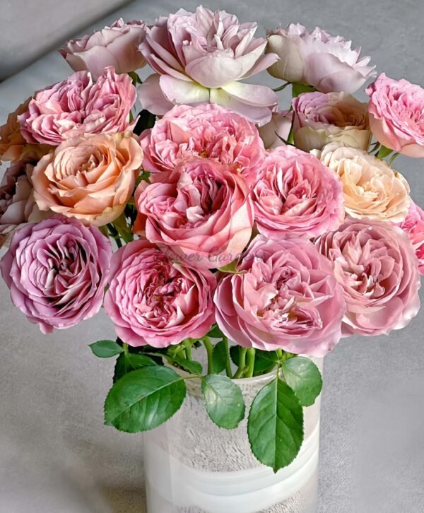 bachelor vip rose Rose丨Flower Gardens