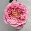 bachelor vip rose Rose plant丨Flower Gardens