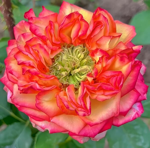 bogoria Rose for sale丨Flower Gardens