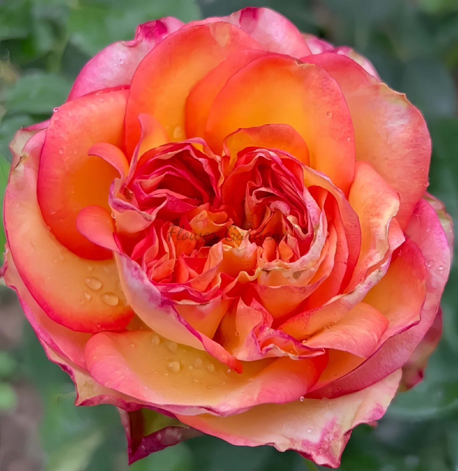 bogoria Rose丨Flower Gardens