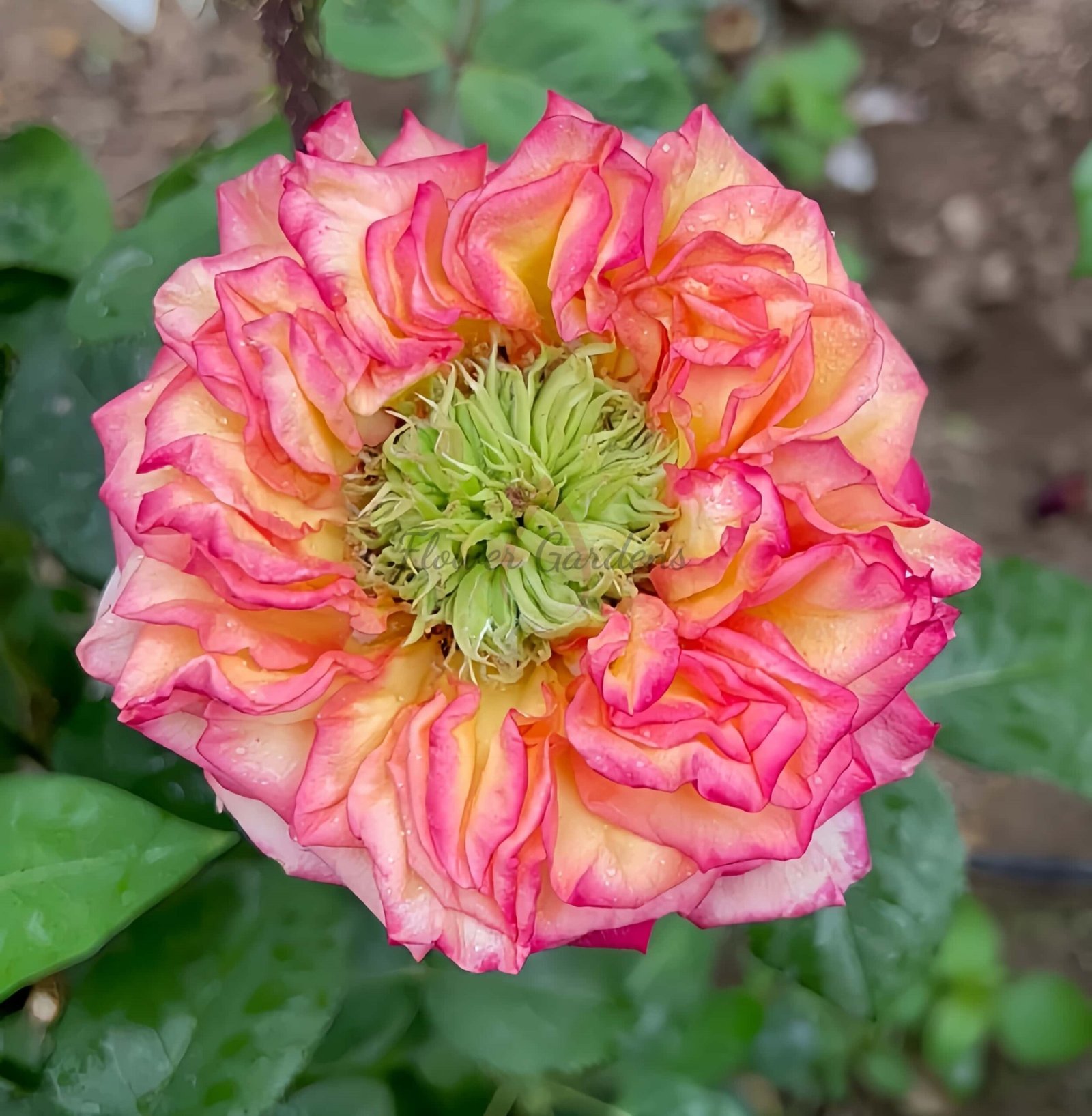 bogoria Rose plant丨Flower Gardens