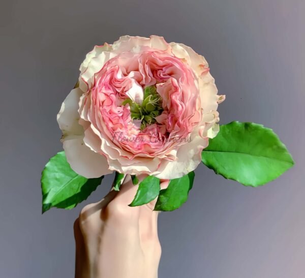 charming corneille Rose plant丨Flower Gardens