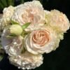 country secret Rose for sale丨Flower Gardens