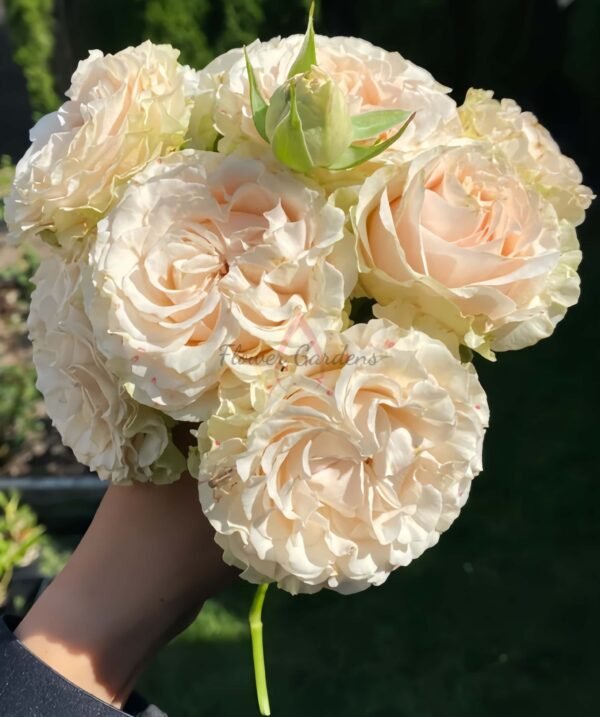 country secret Rose丨Flower Gardens