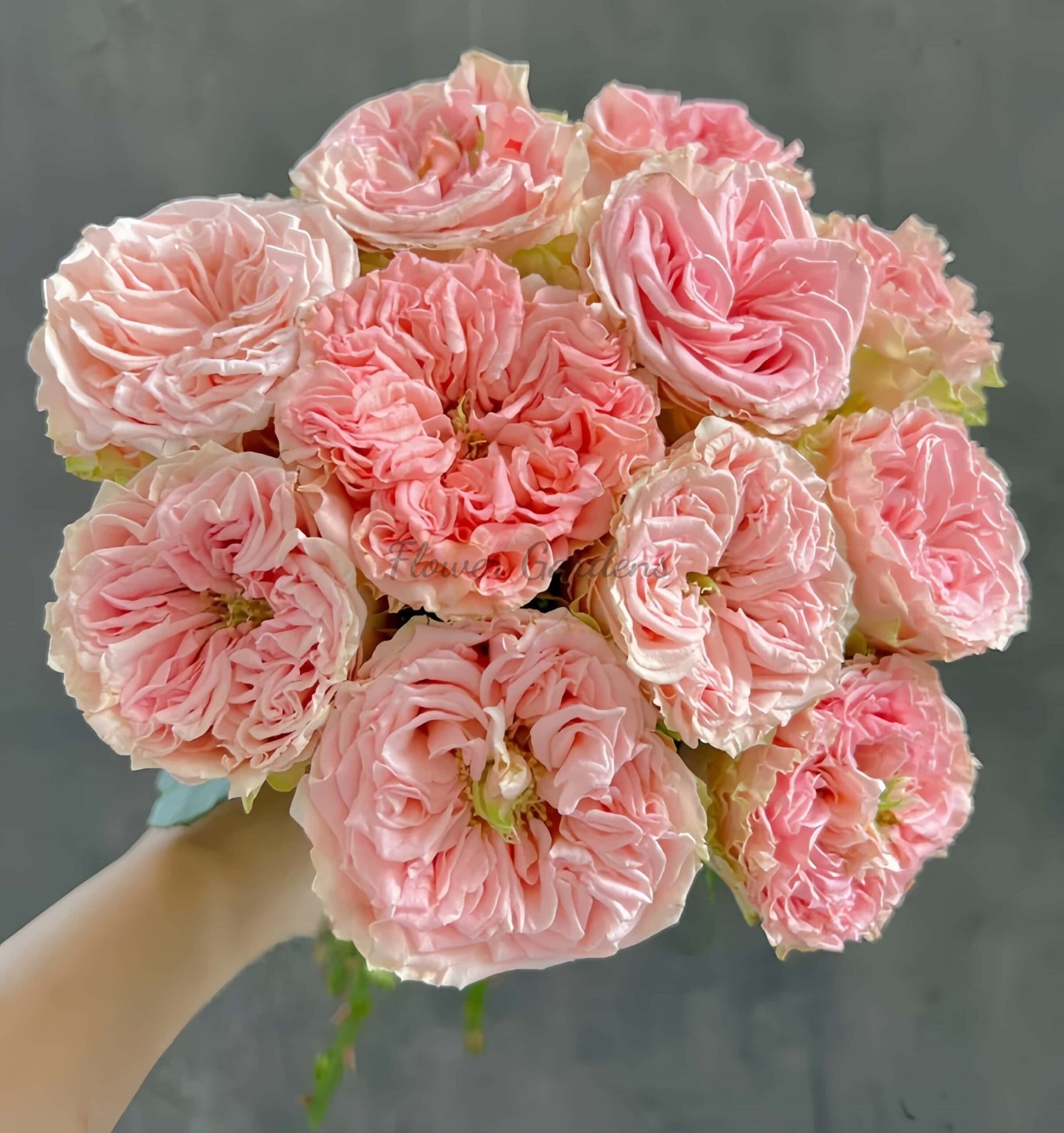 country sp girl Rose for sale丨Flower Gardens