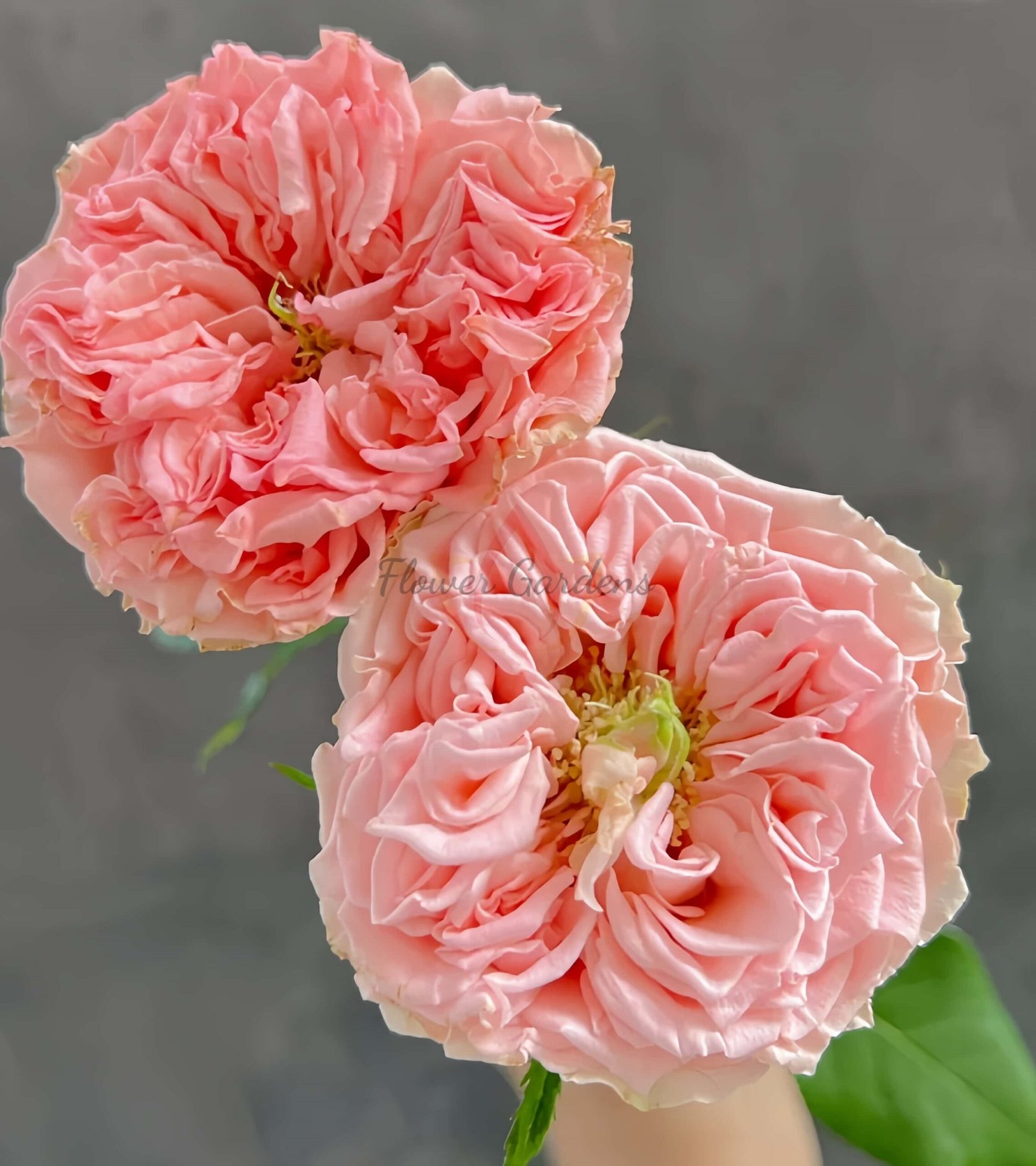 country sp girl Rose plant丨Flower Gardens