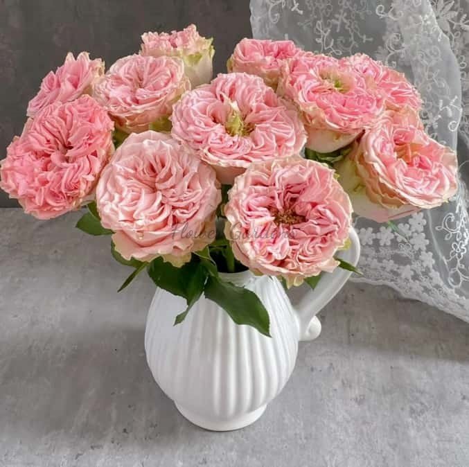 country sp girl Rose丨Flower Gardens