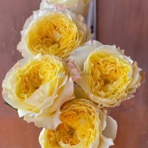 dfr 147 Rose for sale丨Flower Gardens