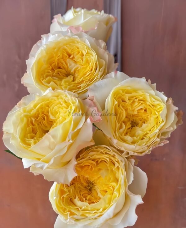 dfr 147 Rose for sale丨Flower Gardens