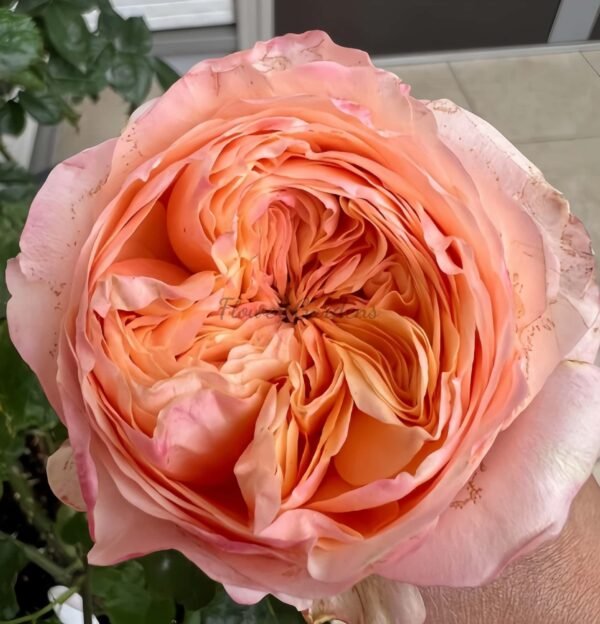 dorset Rose丨Flower Gardens