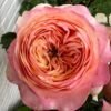 dorset Rose for sale丨Flower Gardens