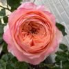 dorset Rose plant丨Flower Gardens