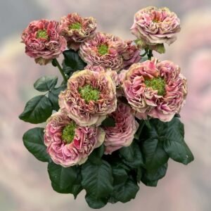 el patron Rose丨Flower Gardens