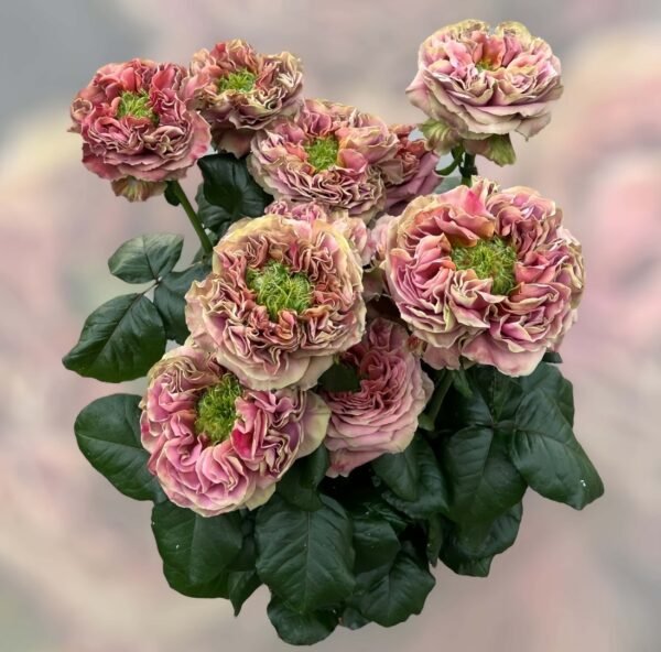 el patron Rose丨Flower Gardens