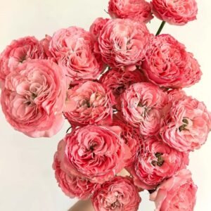 first date Rose丨Flower Gardens