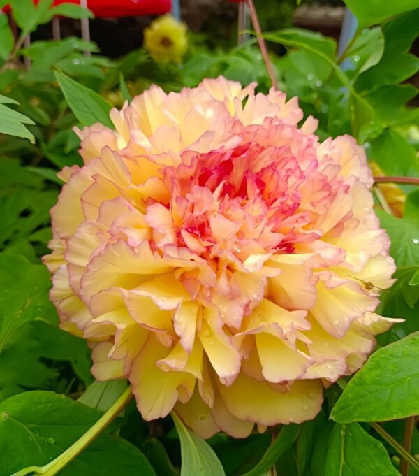 gold council chamber Peony丨Flower Gardens