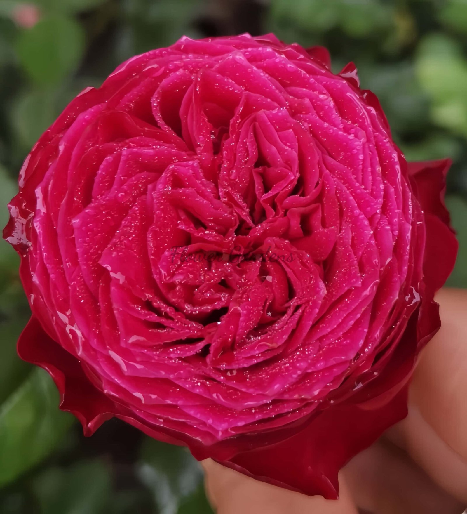 just more Rose for sale丨Flower Gardens