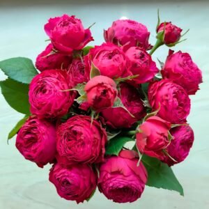 just more Rose plant丨Flower Gardens