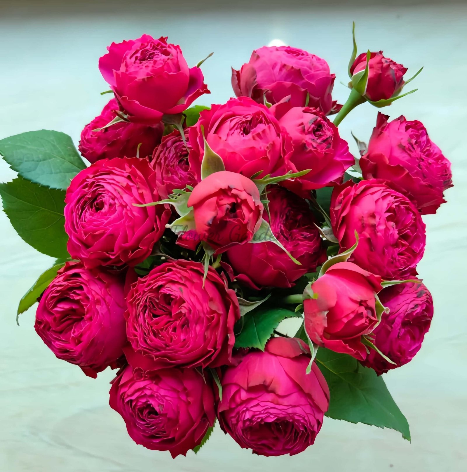 just more Rose plant丨Flower Gardens