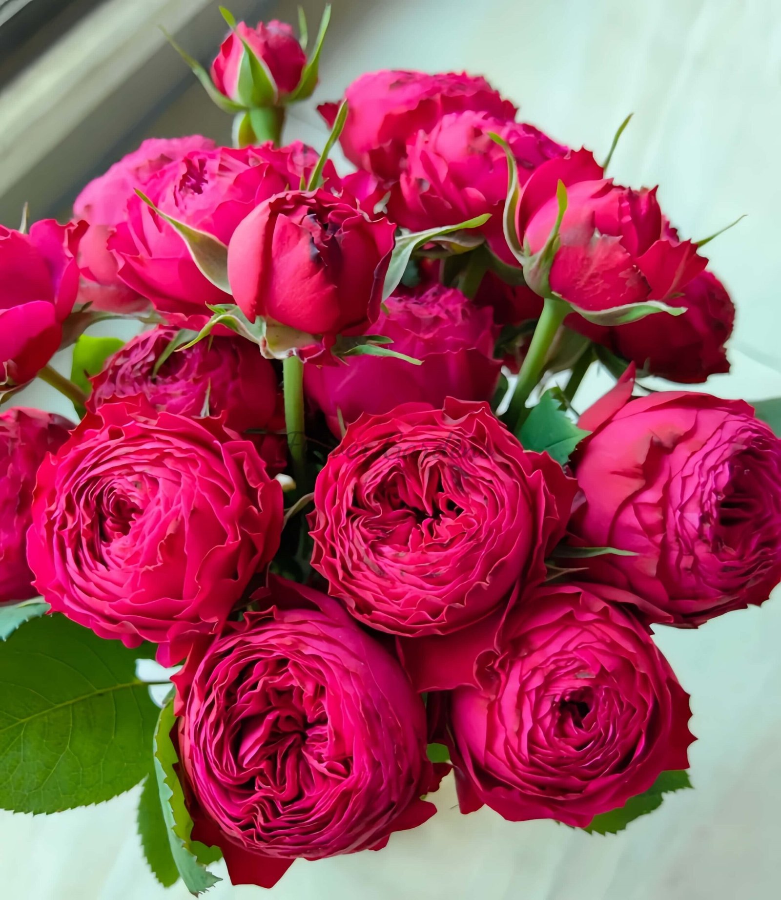 just more Rose丨Flower Gardens