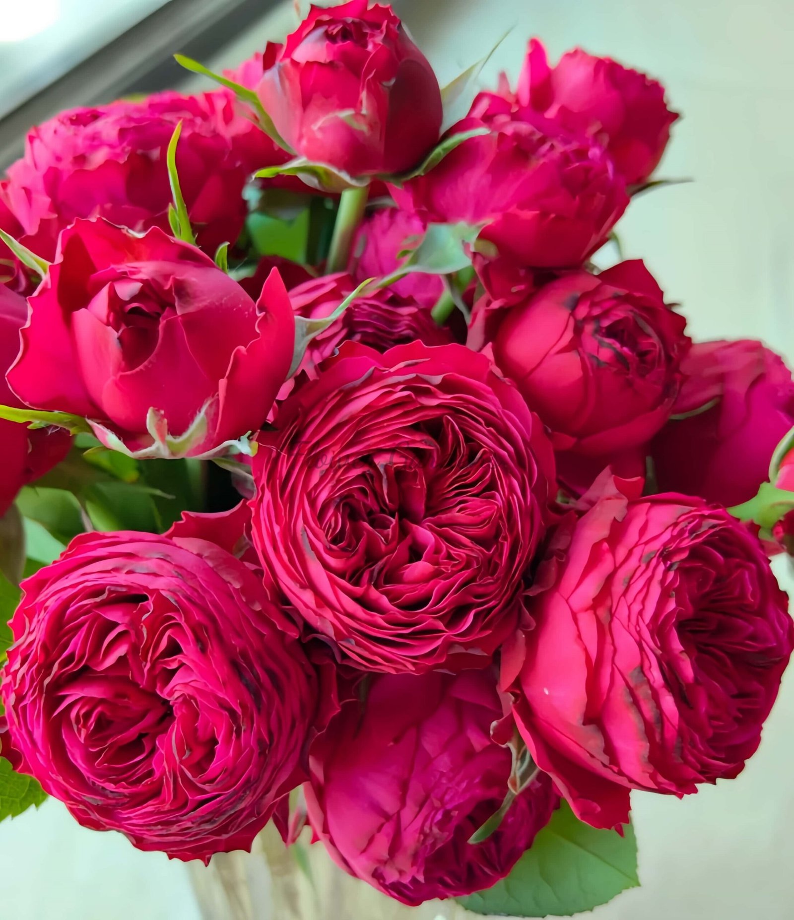 just more Rose丨Flower Gardens