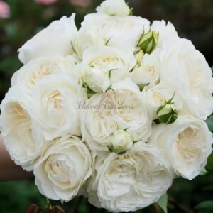 moon fairy Rose丨Flower Gardens