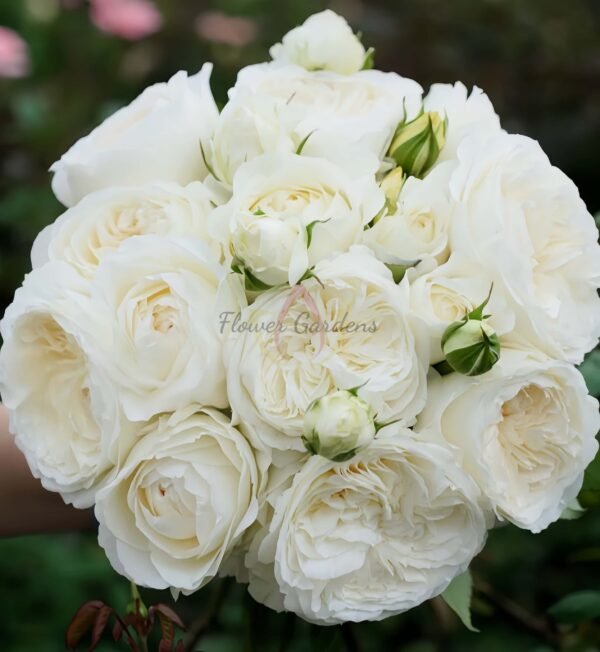 moon fairy Rose丨Flower Gardens