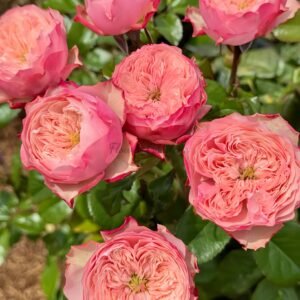 northager abbey Rose丨Flower Gardens