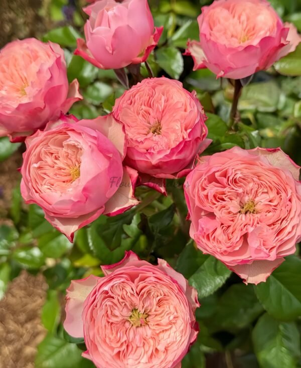 northager abbey Rose丨Flower Gardens