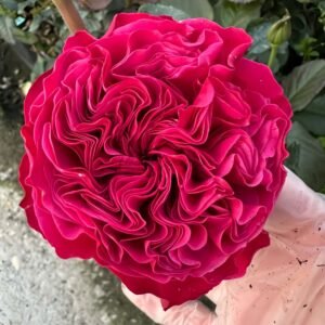 pink n pretty Rose plant丨Flower Gardens