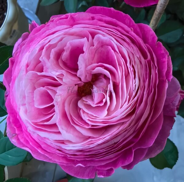 purple jadeite Rose丨Flower Gardens