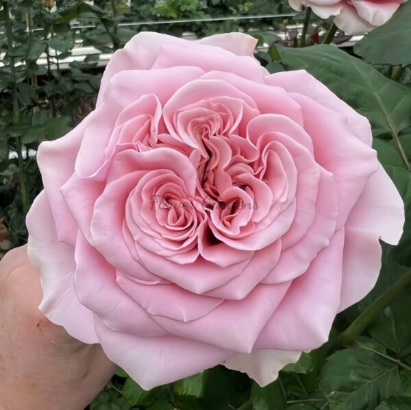 rebellion pink Rose丨Flower Gardens