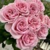rebellion pink Rose plant丨Flower Gardens