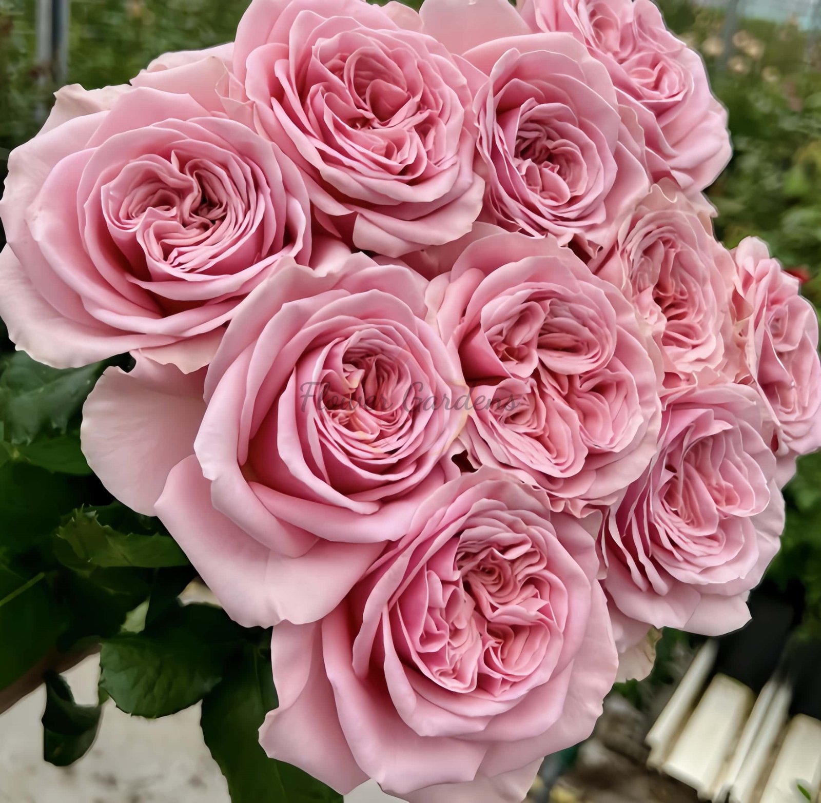 rebellion pink Rose plant丨Flower Gardens