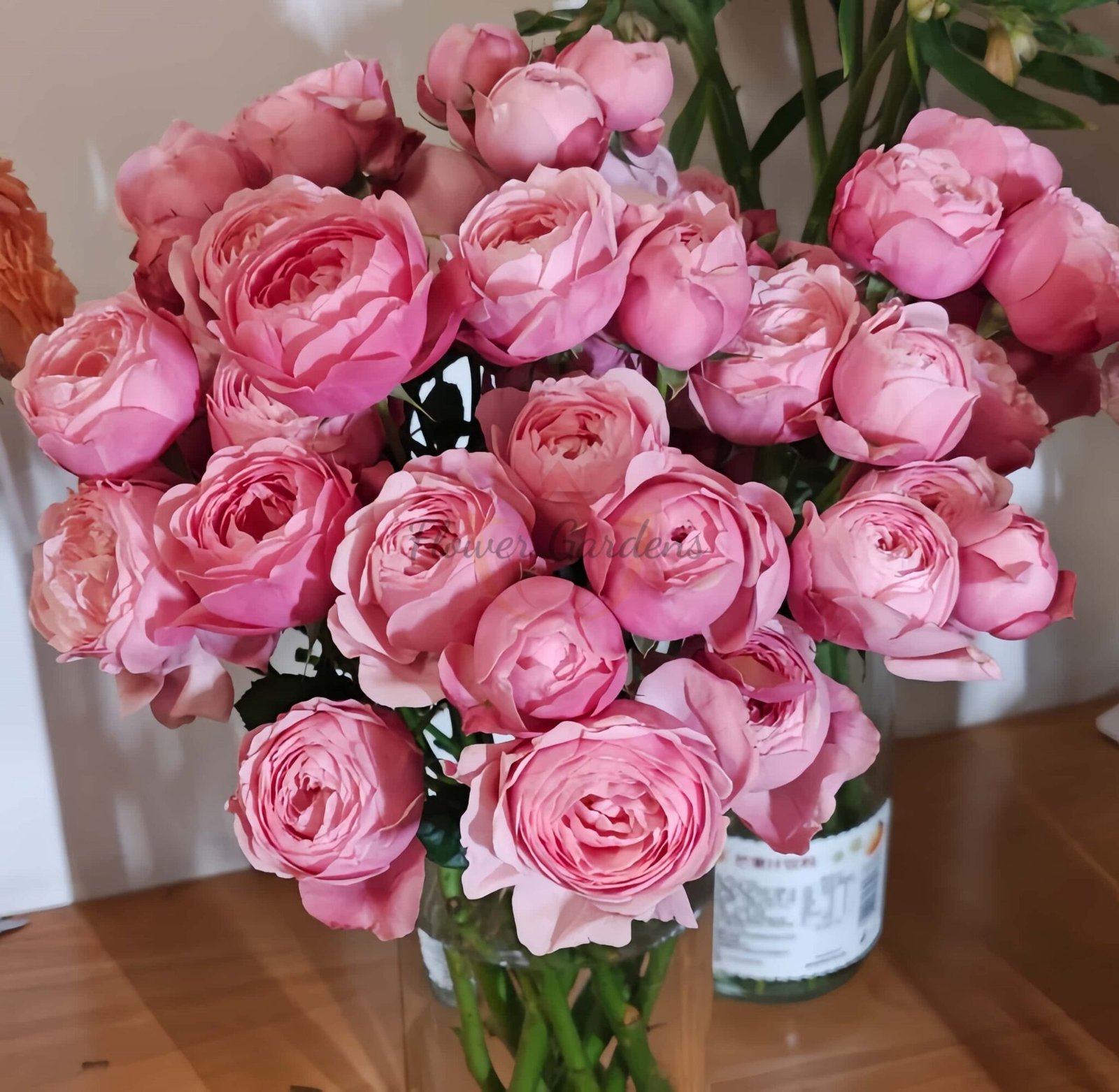 Silver And Pink Roses silver pink Rose Plant|粉色席尔瓦