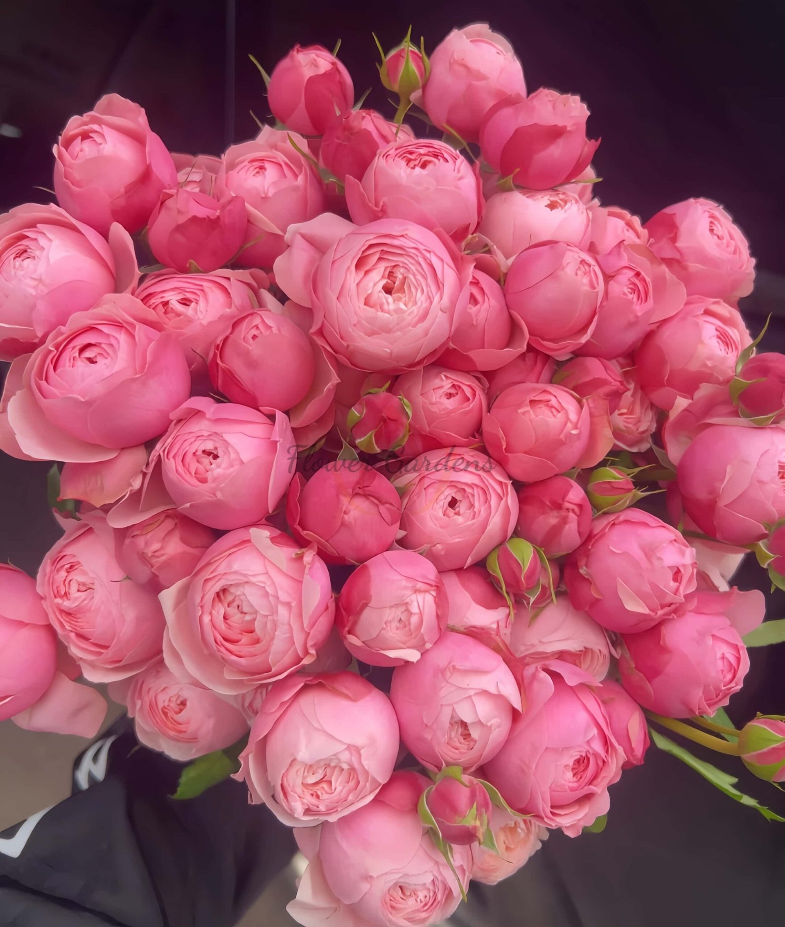 silver pink Rose丨Flower Gardens