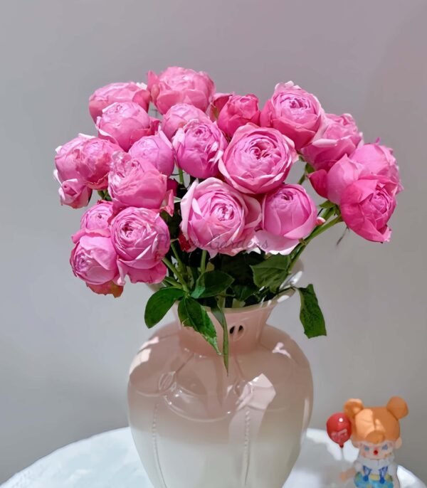 silver pink Rose丨Flower Gardens