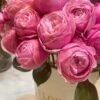 silver pink Rose plant丨Flower Gardens