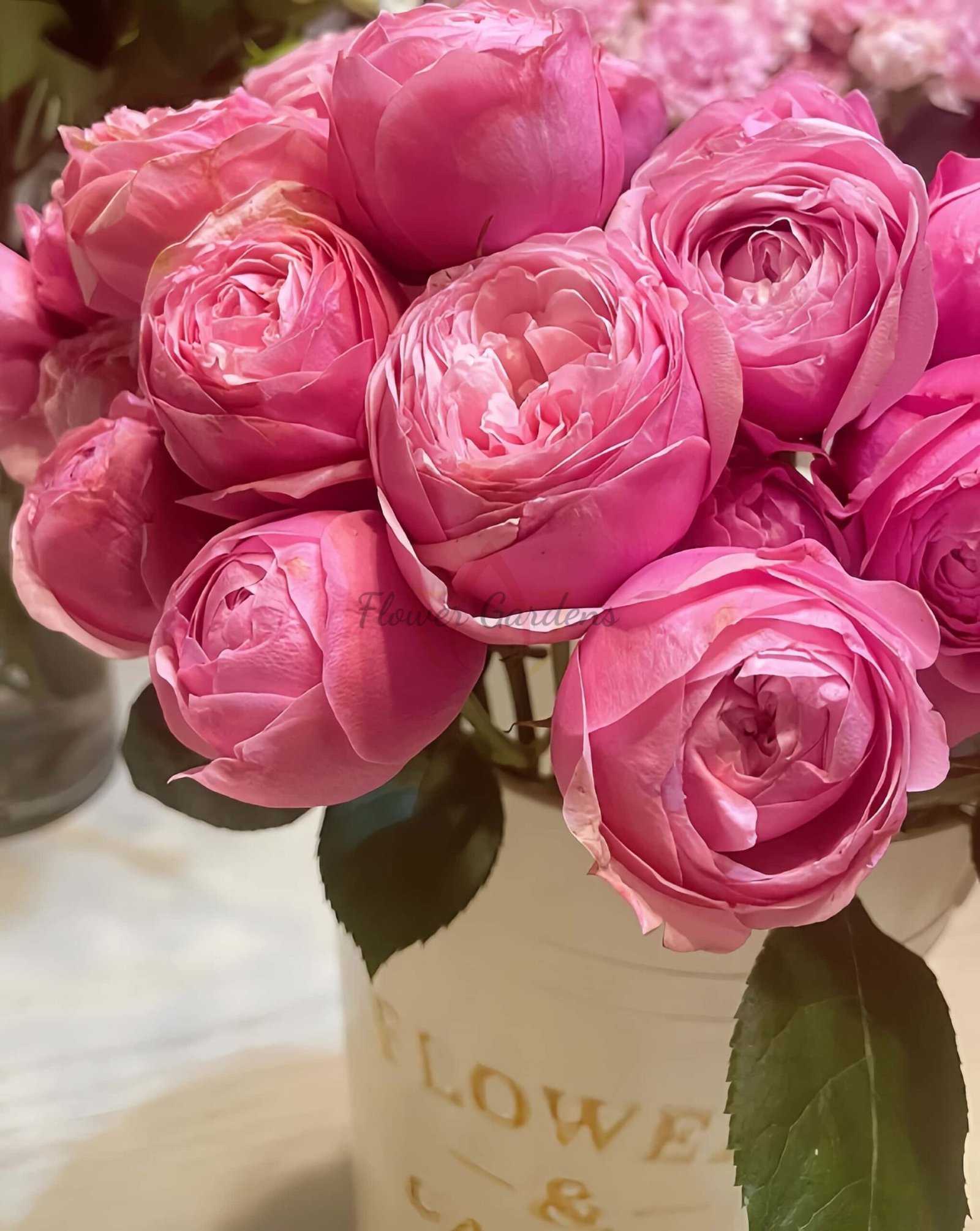 silver pink Rose plant丨Flower Gardens